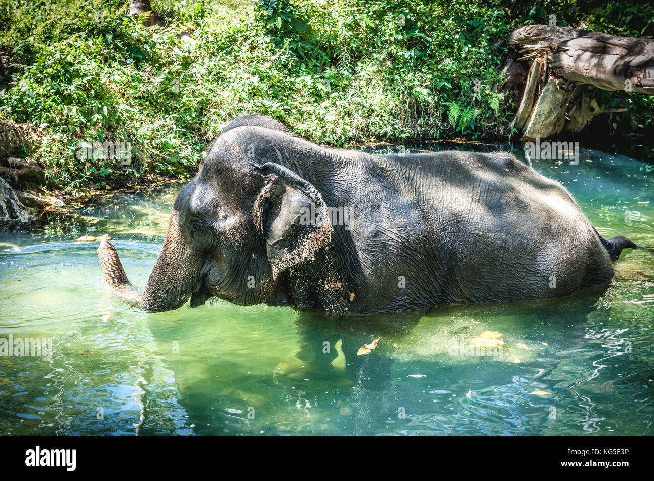 An adult Asian or Asiatic Elephant (Elephas maximus) bathing in a river in the jungles of Thailand Stock Photo