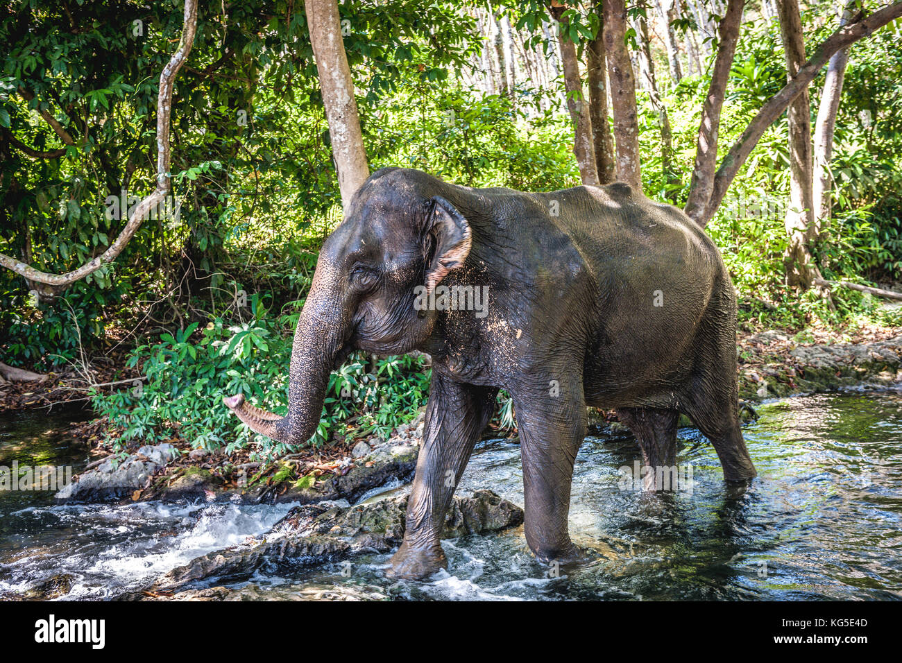 An adult Asian or Asiatic Elephant (Elephas maximus) bathing in a river in the jungles of Thailand Stock Photo