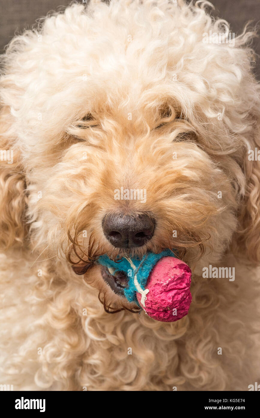 Labradoodle dog with a colourful ball in it's mouth Stock Photo