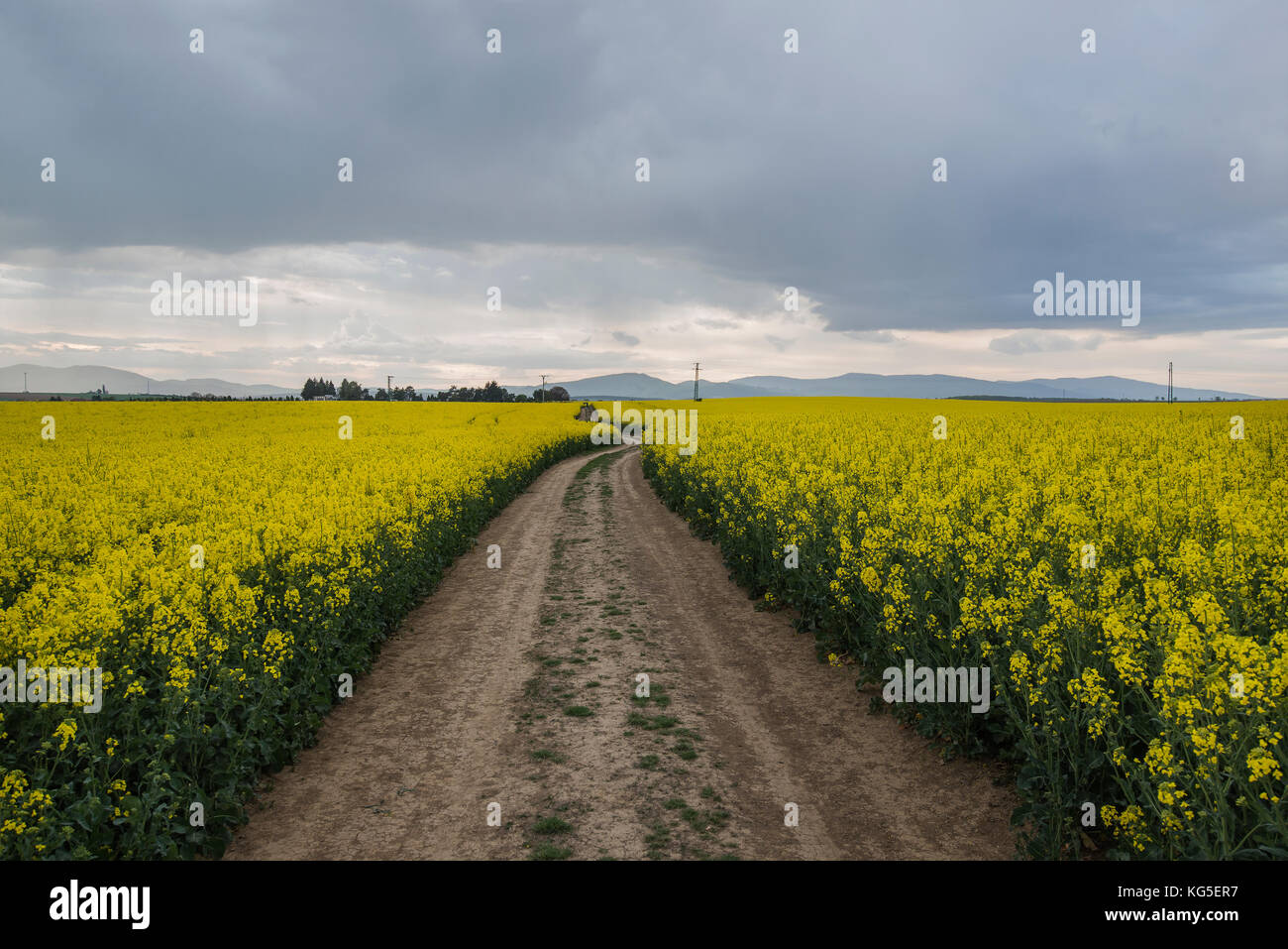 Dark dramatic landscape stormy sky over field Stock Photo - Alamy
