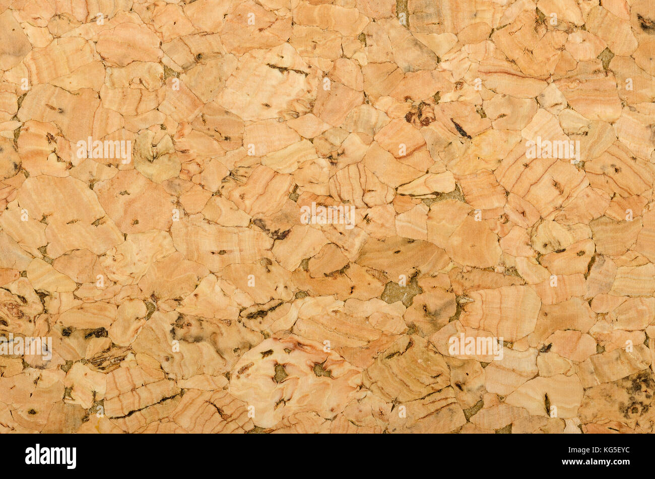 Cork sheet surface with coarse texture, comprised of rough grained cork oak, Quercus suber. Decorative panels and veneers, used as bulletin boards. Stock Photo