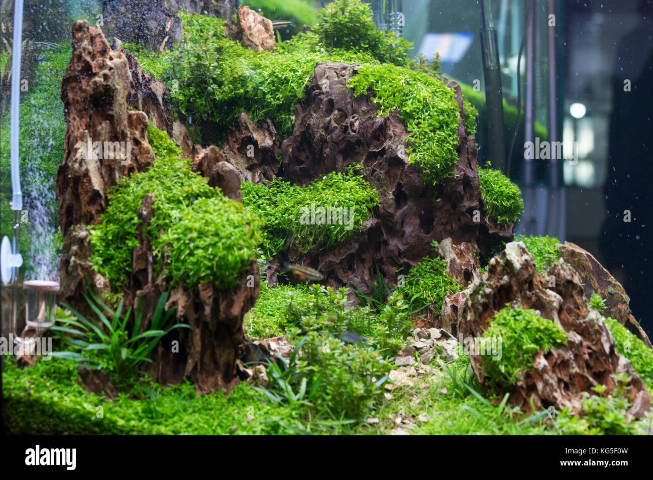 Planted Freshwater Aquarium close up view Stock Photo Alamy
