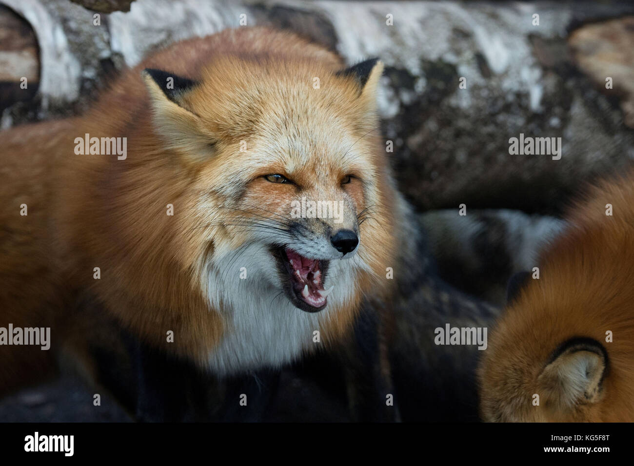 Hiss High Resolution Stock Photography and Images Alamy