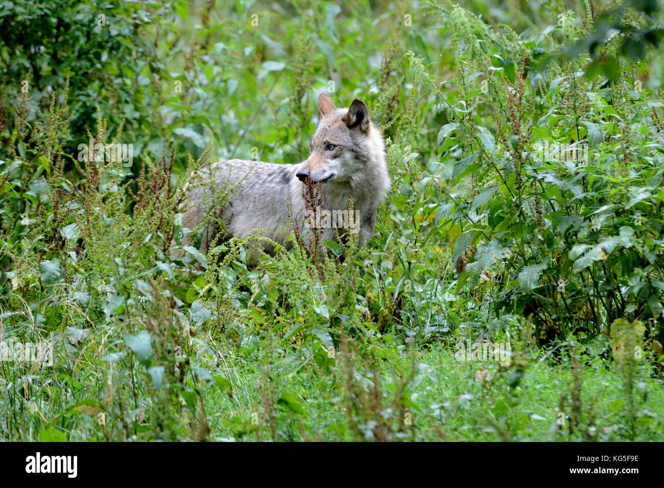 Wolf, Canis lupus, forest, thicket, Stock Photo