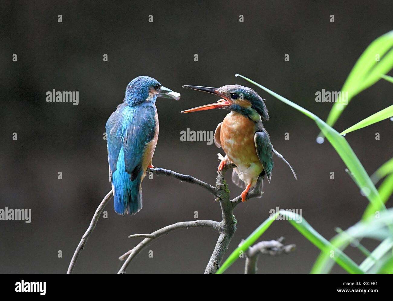 Kingfishers, Alcedo atthis, Stock Photo