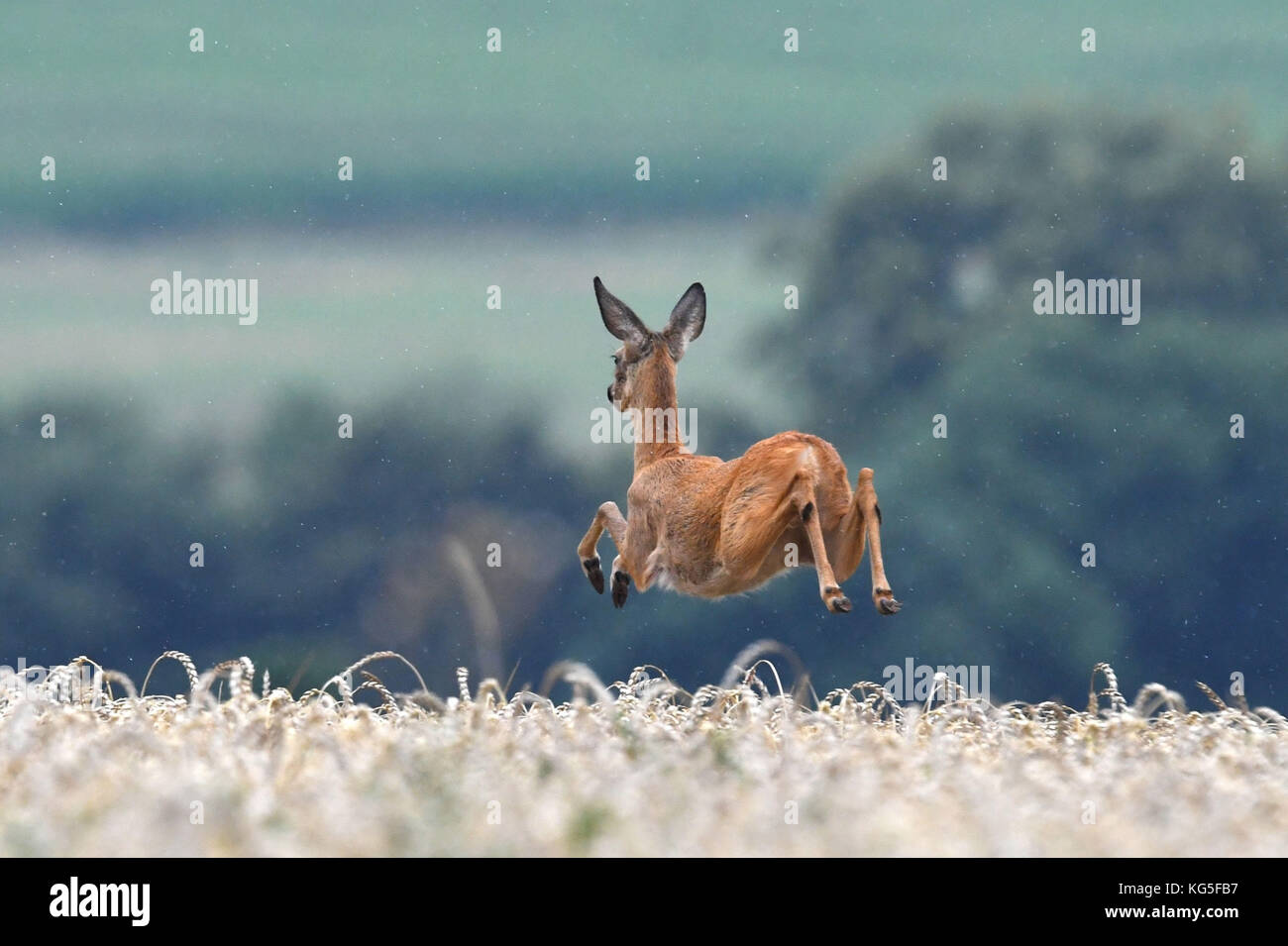 Field, deer, roe deer, Capreolus capreolus, jump, Stock Photo