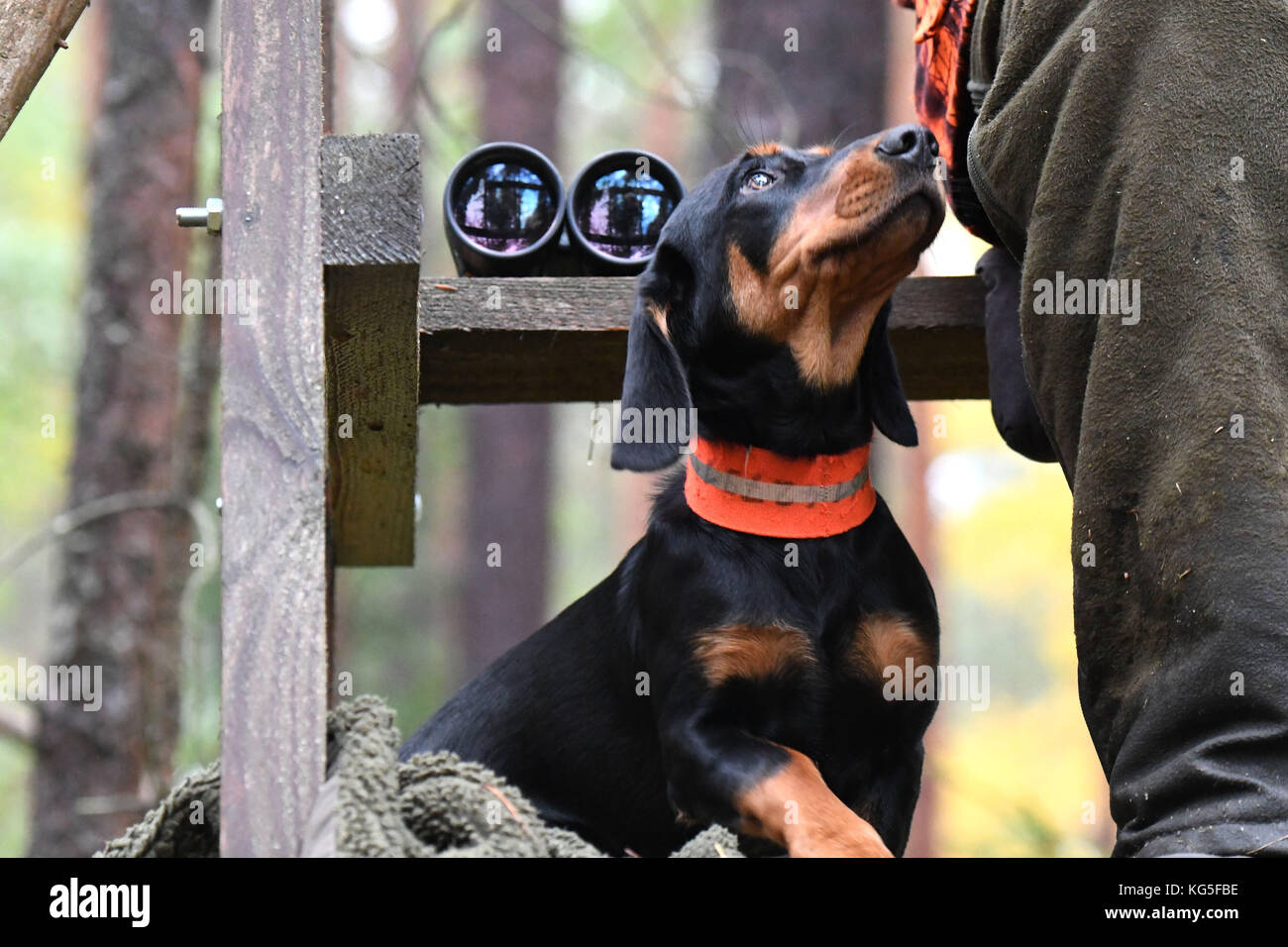 Forest, hound, hunting Stock Photo Alamy