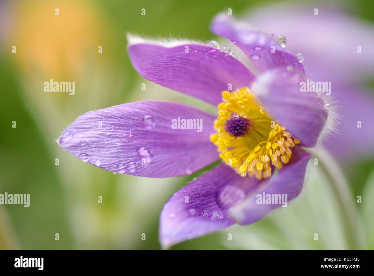 common pasque flower, Pulsatilla vulgaris, blossom, close-up Stock Photo