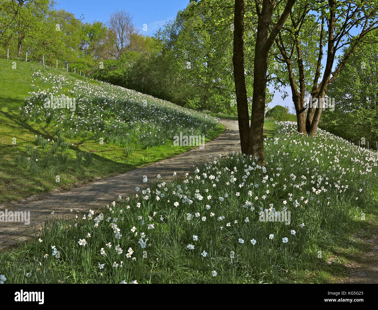 Germany, Bavaria, Munich, west park, narcissus meadow, park way, trees,  spring Stock Photo - Alamy