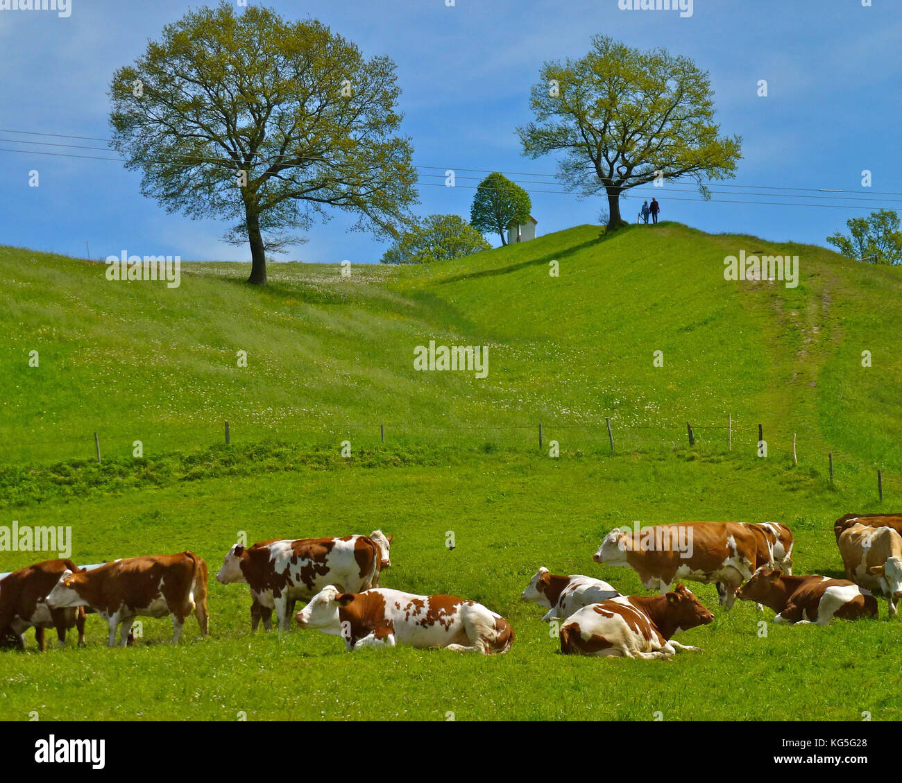 Germany, Bavaria, herd of cattle in the Aidlinger Höhe, pasture fence, Riegsee, chapel, wanderer, trees, blue heaven, spring Stock Photo