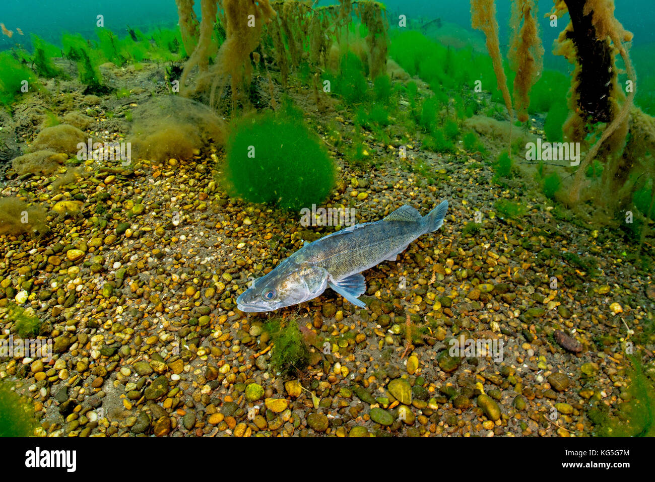 Pikeperch in an riparian forest lake, Stock Photo