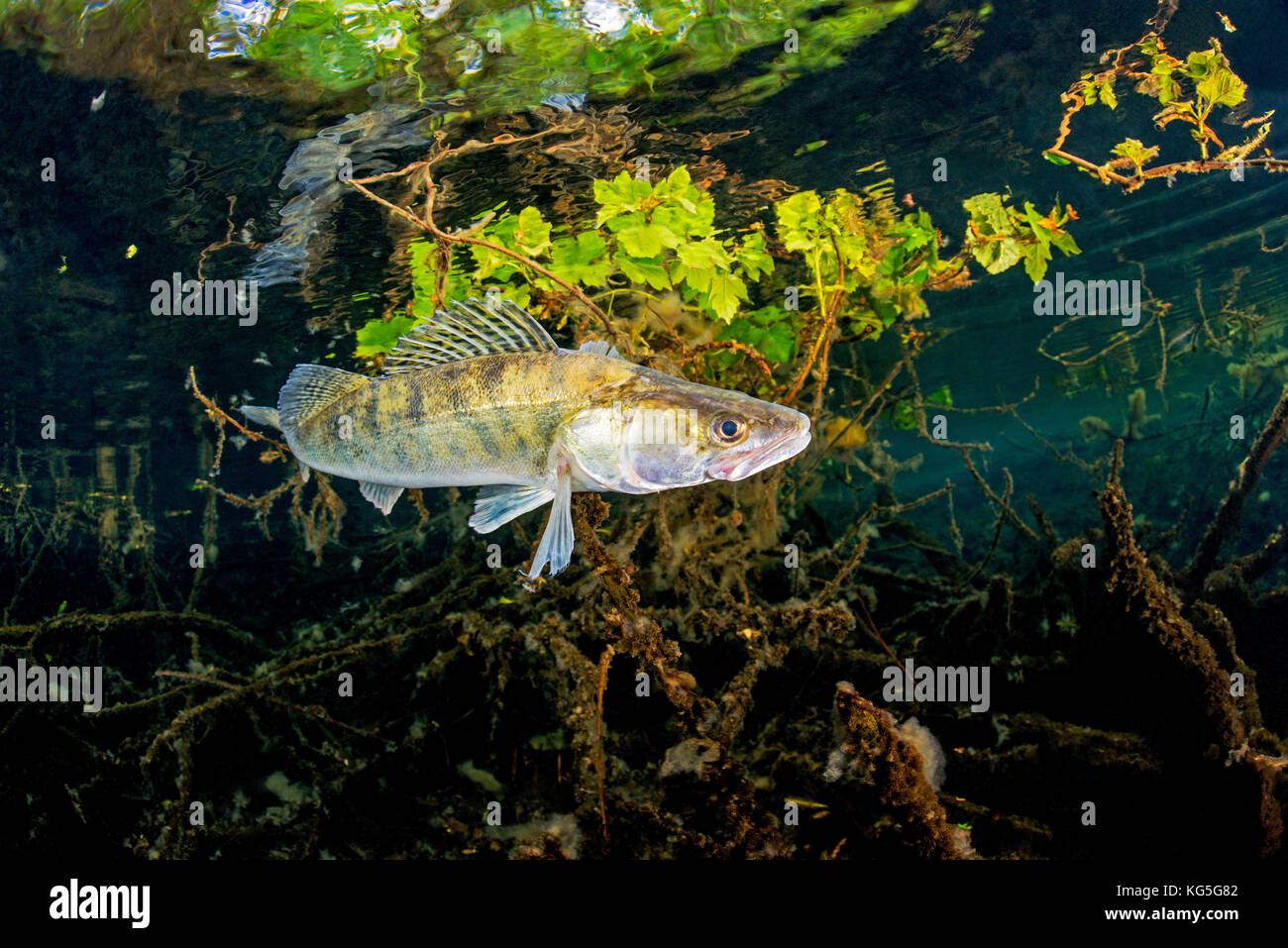 Pikeperch, Sander lucioperca, lake, roots, water surface Stock Photo