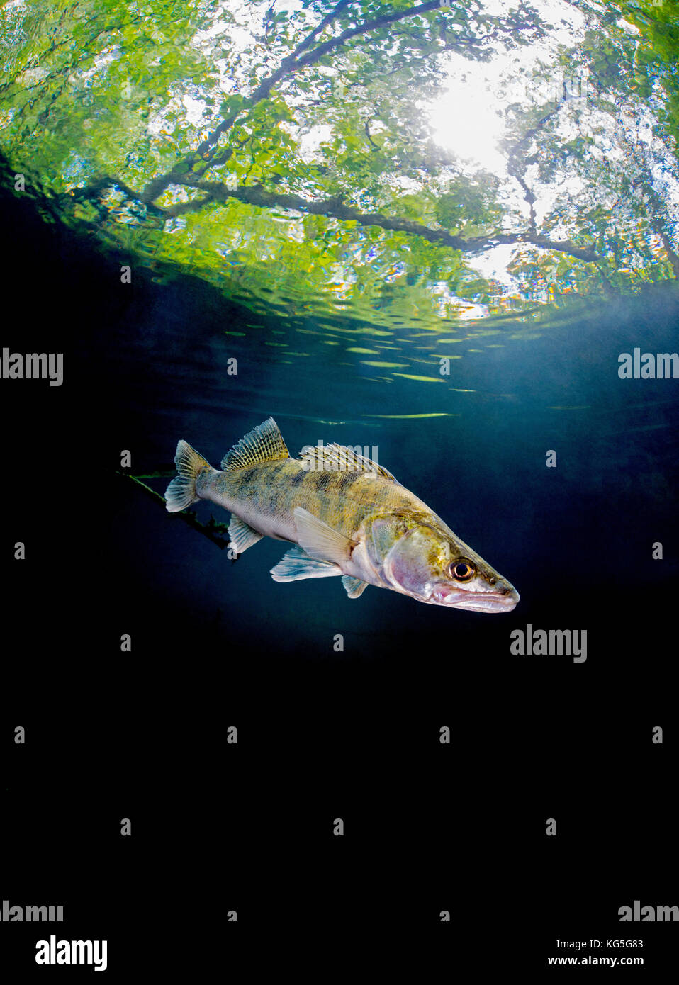 Pikeperch, Sander lucioperca, lake, water surface Stock Photo