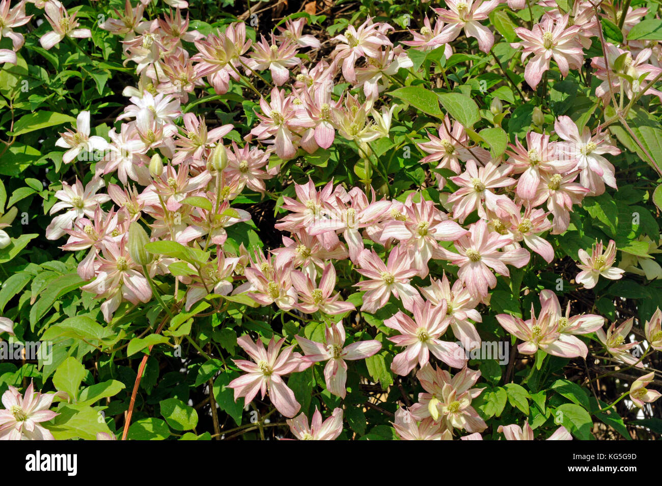 small clematis montana dusky star from New Zealand blossoms light pink on a climbing support in the wildlife garden Stock Photo
