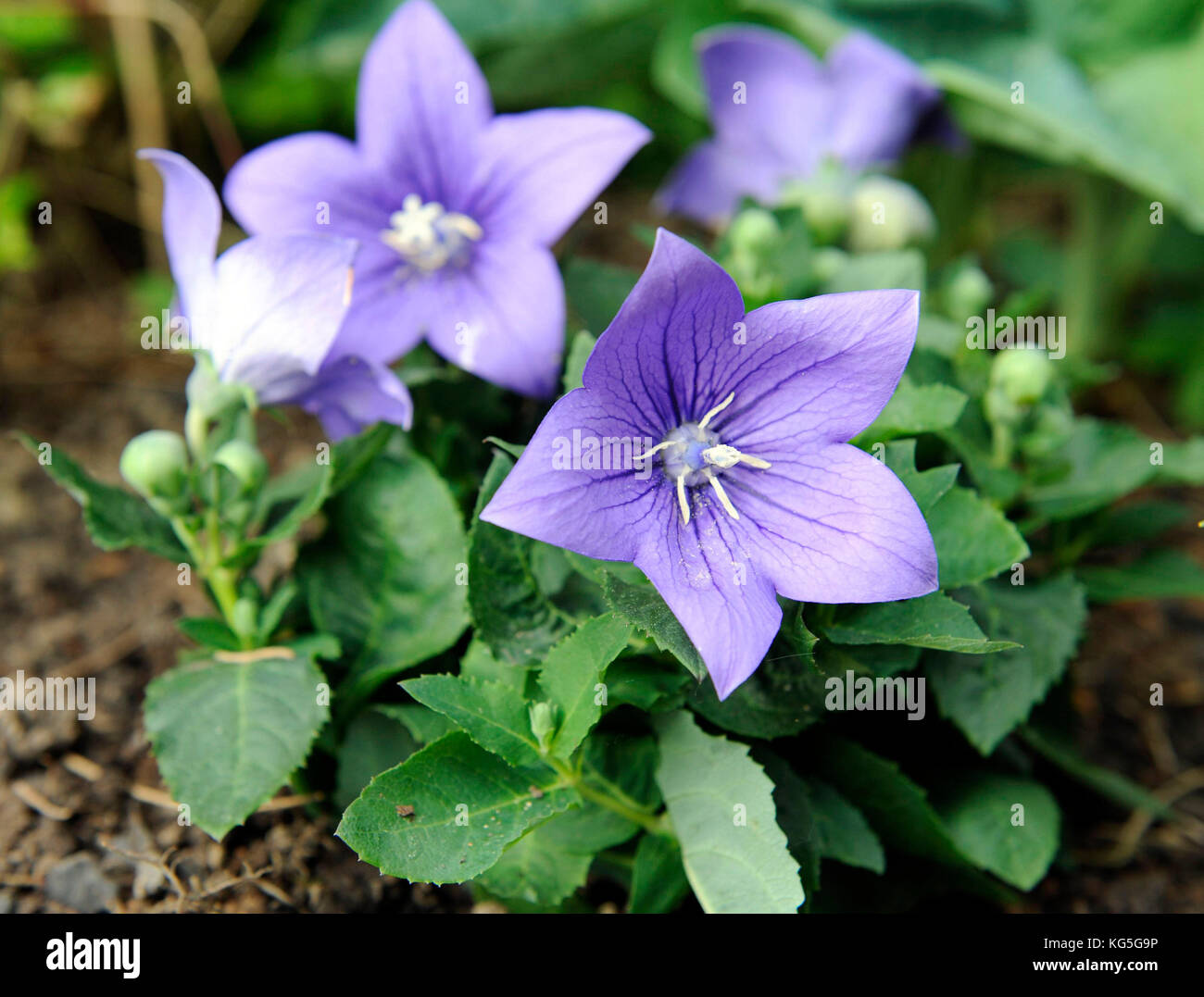 balloon flower, also known as a Chinese bellflower, an adornment in the gardens Stock Photo