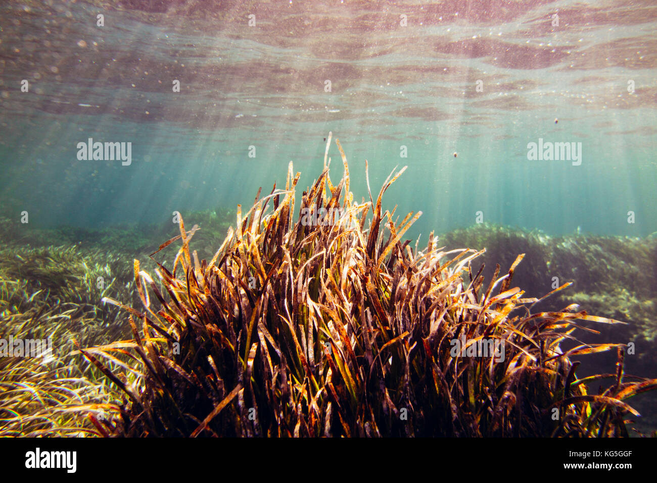 The underwater scenery all around the Mediterranean island of Formentera, Stock Photo