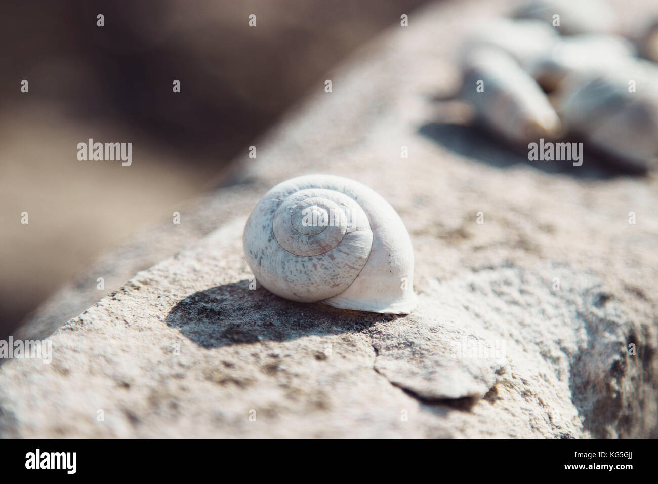 relicted snail shells Stock Photo - Alamy