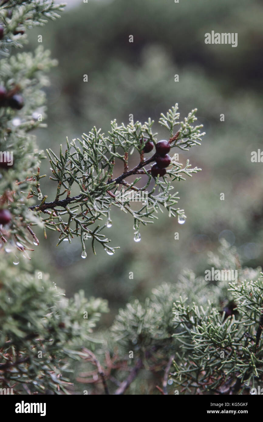 Juniper Raim Juniper after a rain on the island of formentera hi-res stock ...