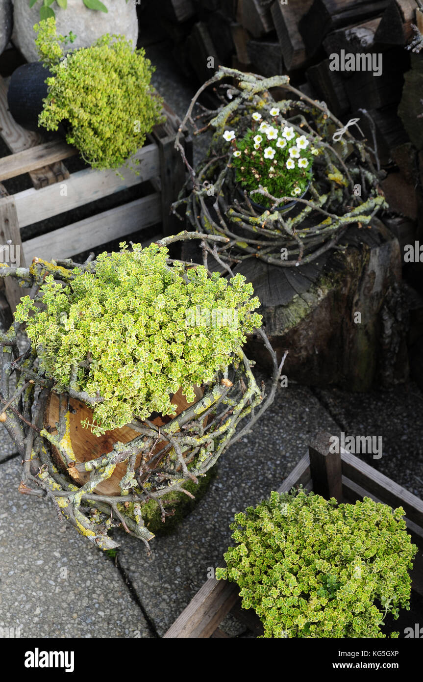 Herbs in pots, citrus thyme, mossy saxifrage, Stock Photo