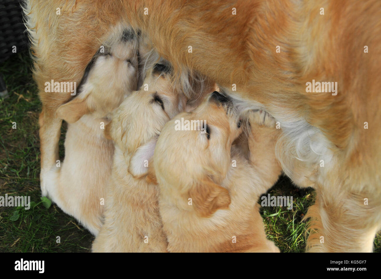 Golden retriever nurses dog puppies in the garden Stock Photo