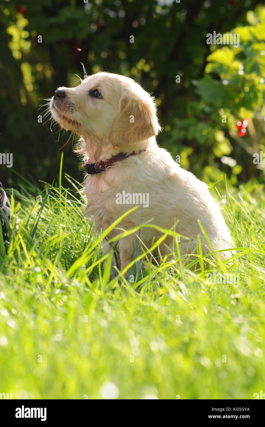 Golden retriever dog puppy in the garden, close-up Stock Photo - Alamy