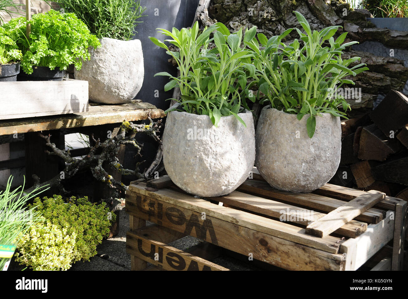 Herbs in pots, sage, Salvia, close-up Stock Photo