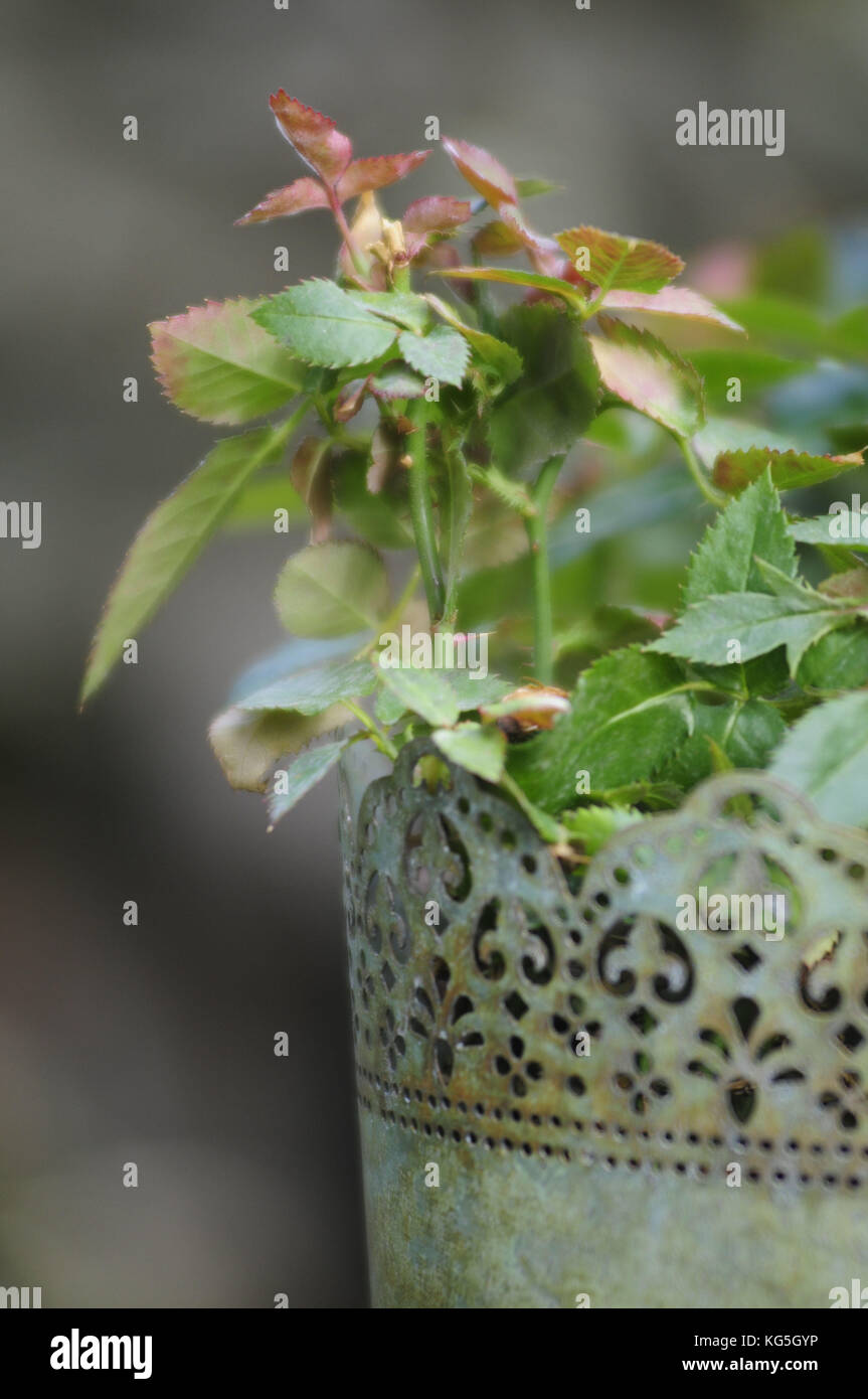 Rose plant hi-res stock photography and images - Alamy