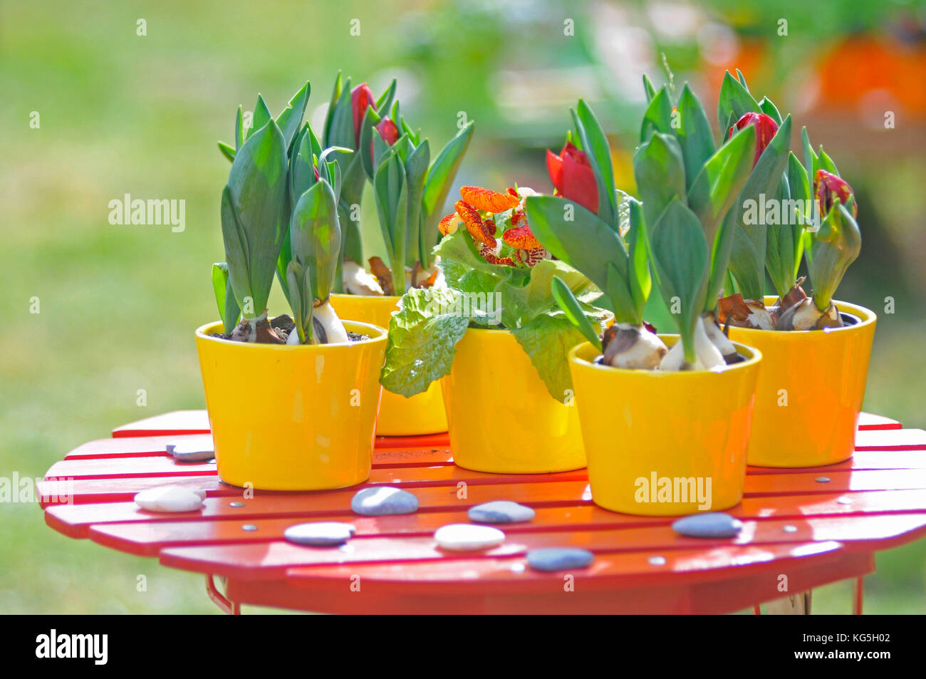 Flowerpots with tulips, red tulip buds of the parrot tulip, Tulipa, close-up Stock Photo