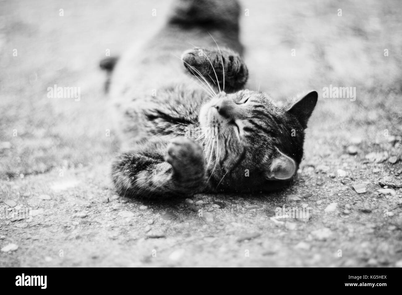 Cat wallows on concrete ground Stock Photo