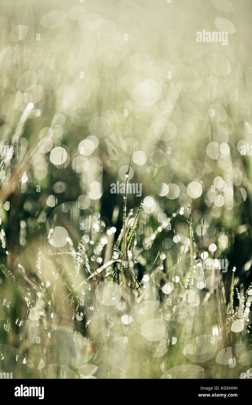 Grasses and dewdrops Stock Photo