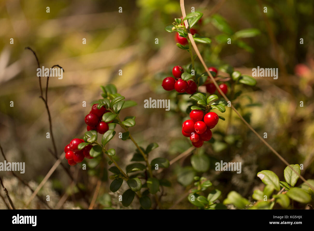 Shiny Red Lingonberries in sunlight Stock Photo