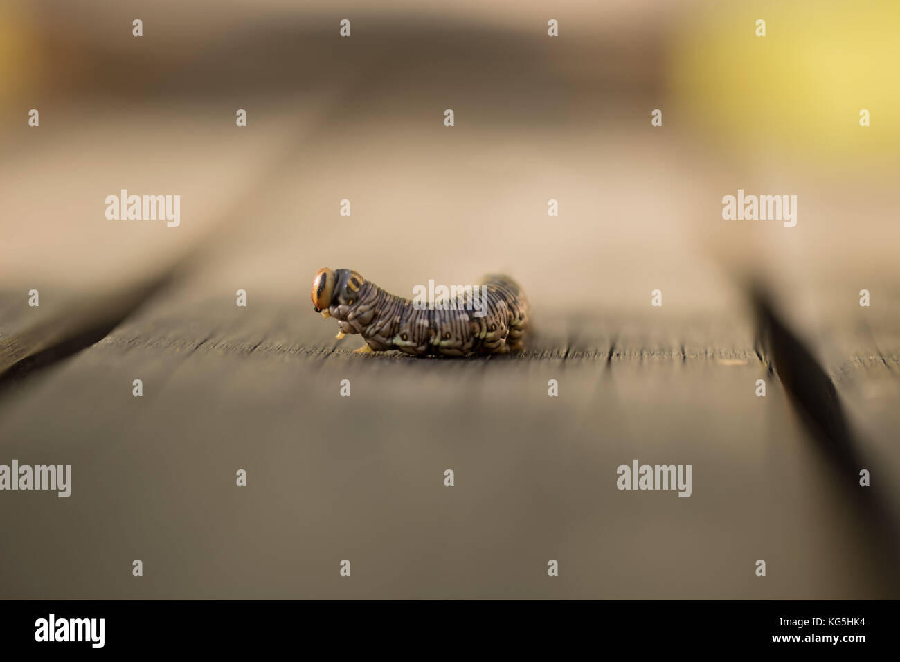 Full-grown larva of Sphinx pinastri Stock Photo