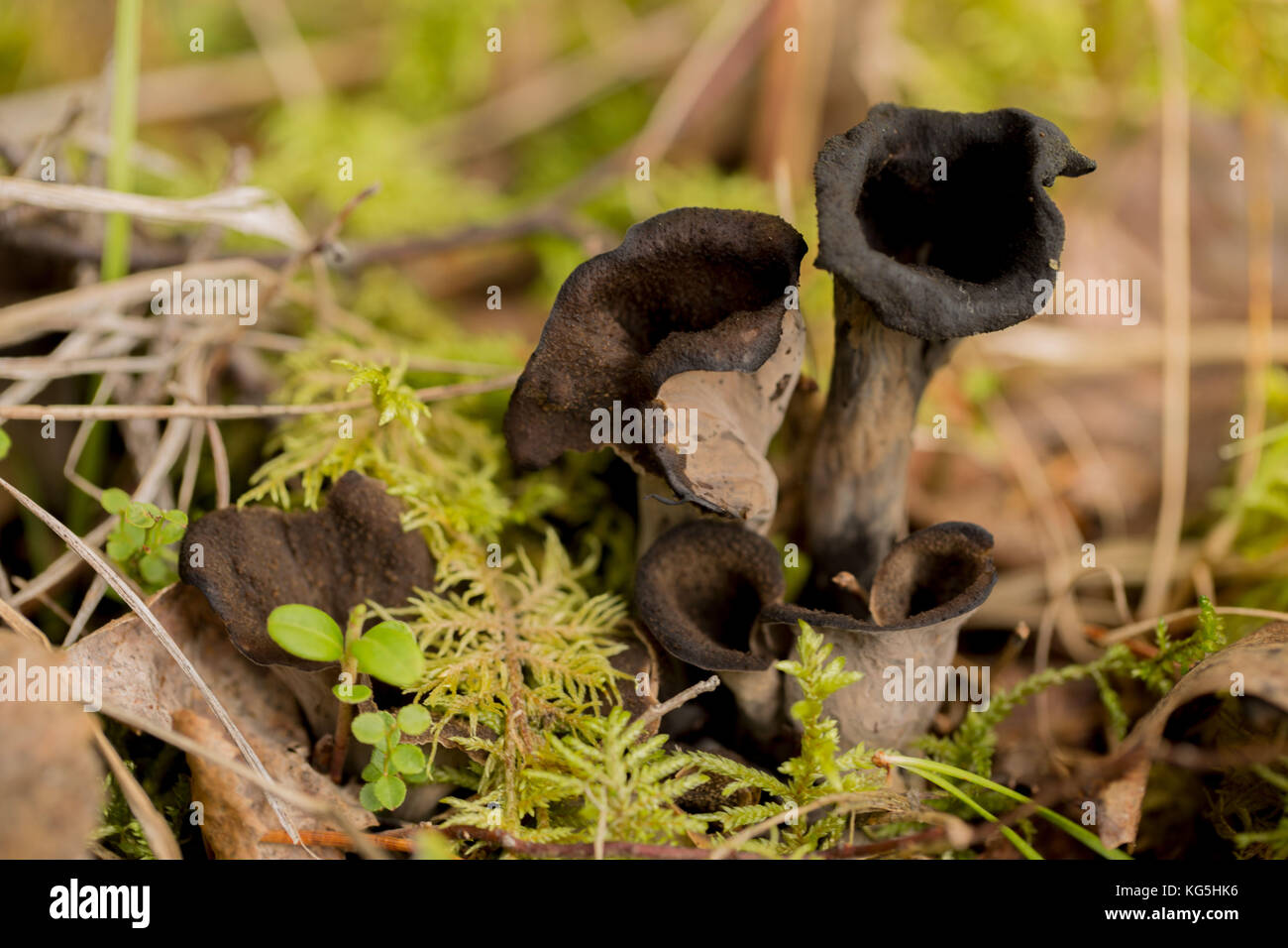 Black Trumpet Mushroom, Craterellus cornucopioides Stock Photo