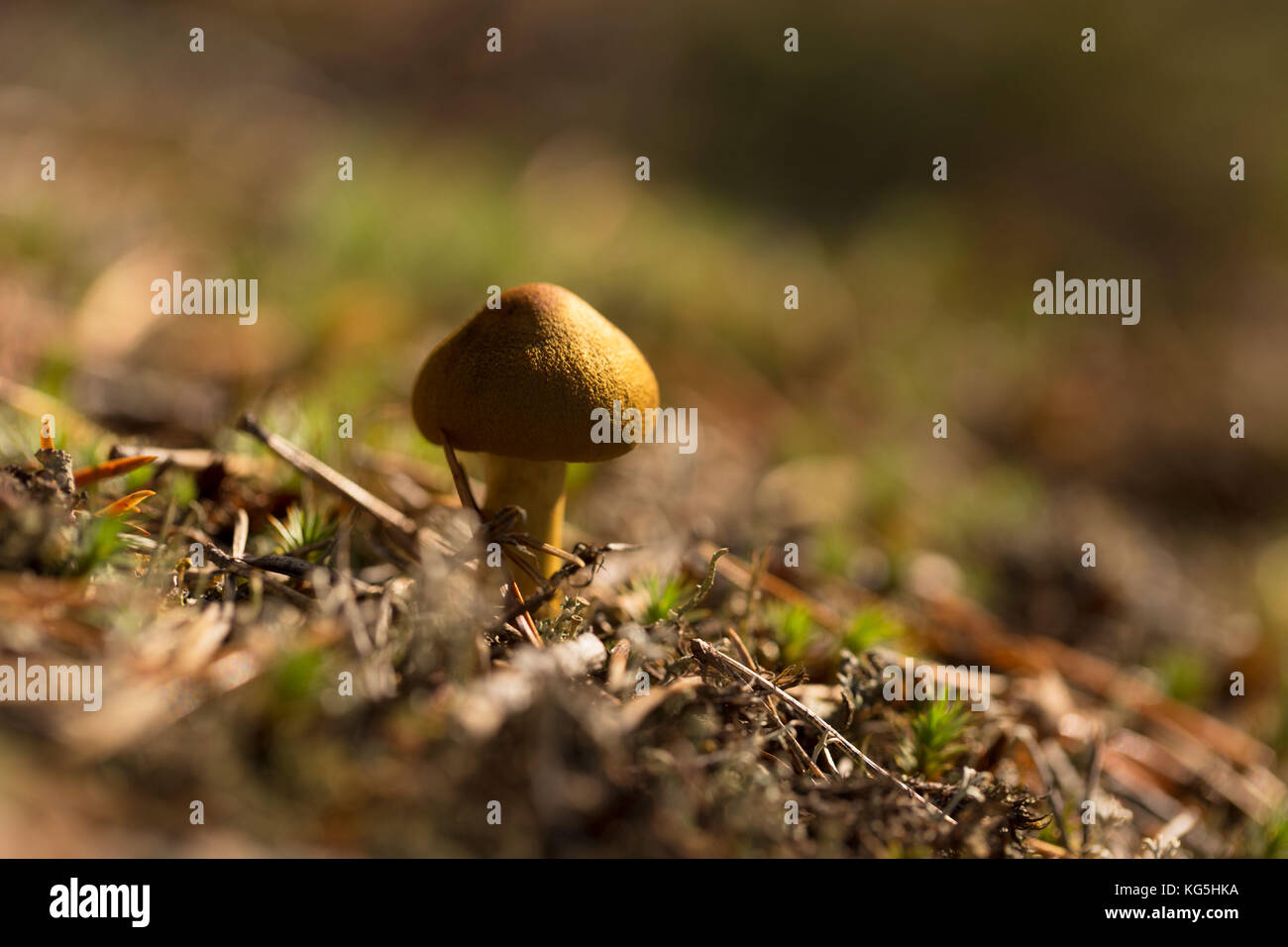 Close up of single tiny mushroom in sunset light Stock Photo