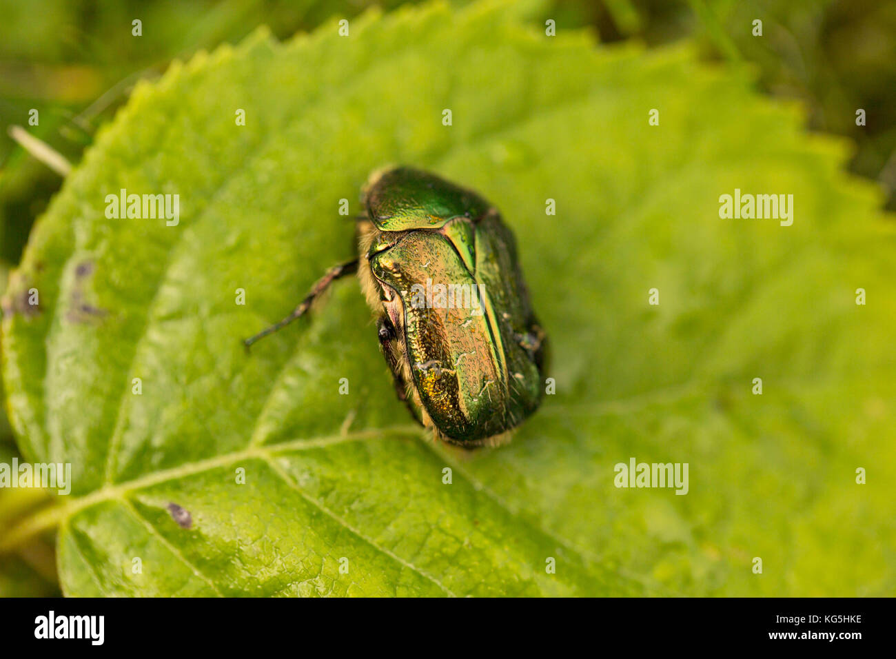 Beautiful beetle sits on a leaf, Rose chafer, Cetonia aurata Stock Photo