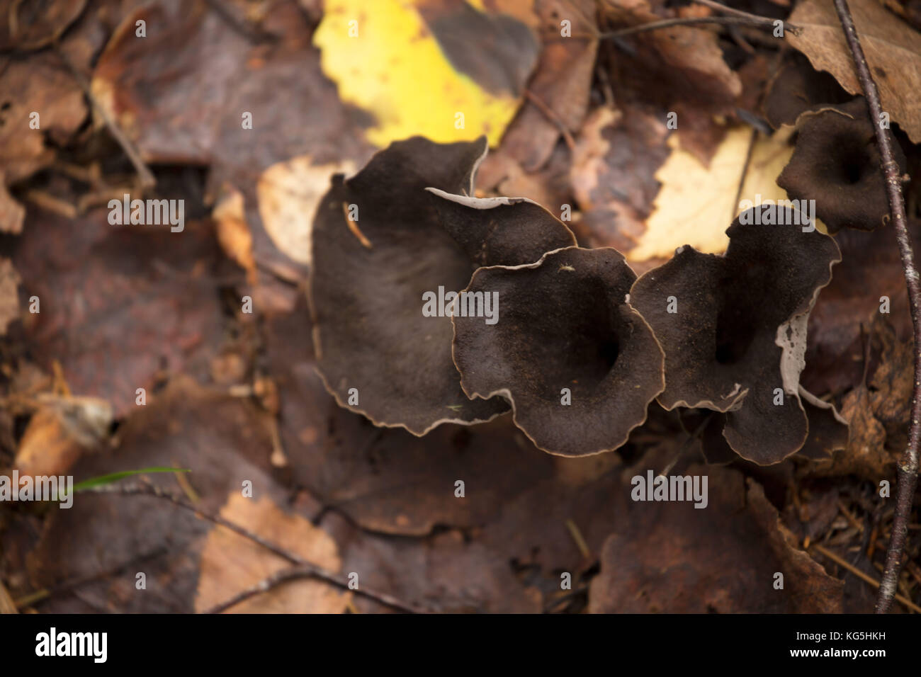 Black trumpet mushroom, Craterellus cornucopioides, black chanterelle Stock Photo