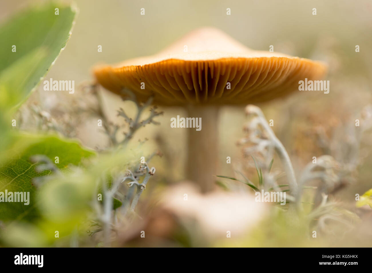 Close-up of single tiny mushroom, lichen in foregroung Stock Photo