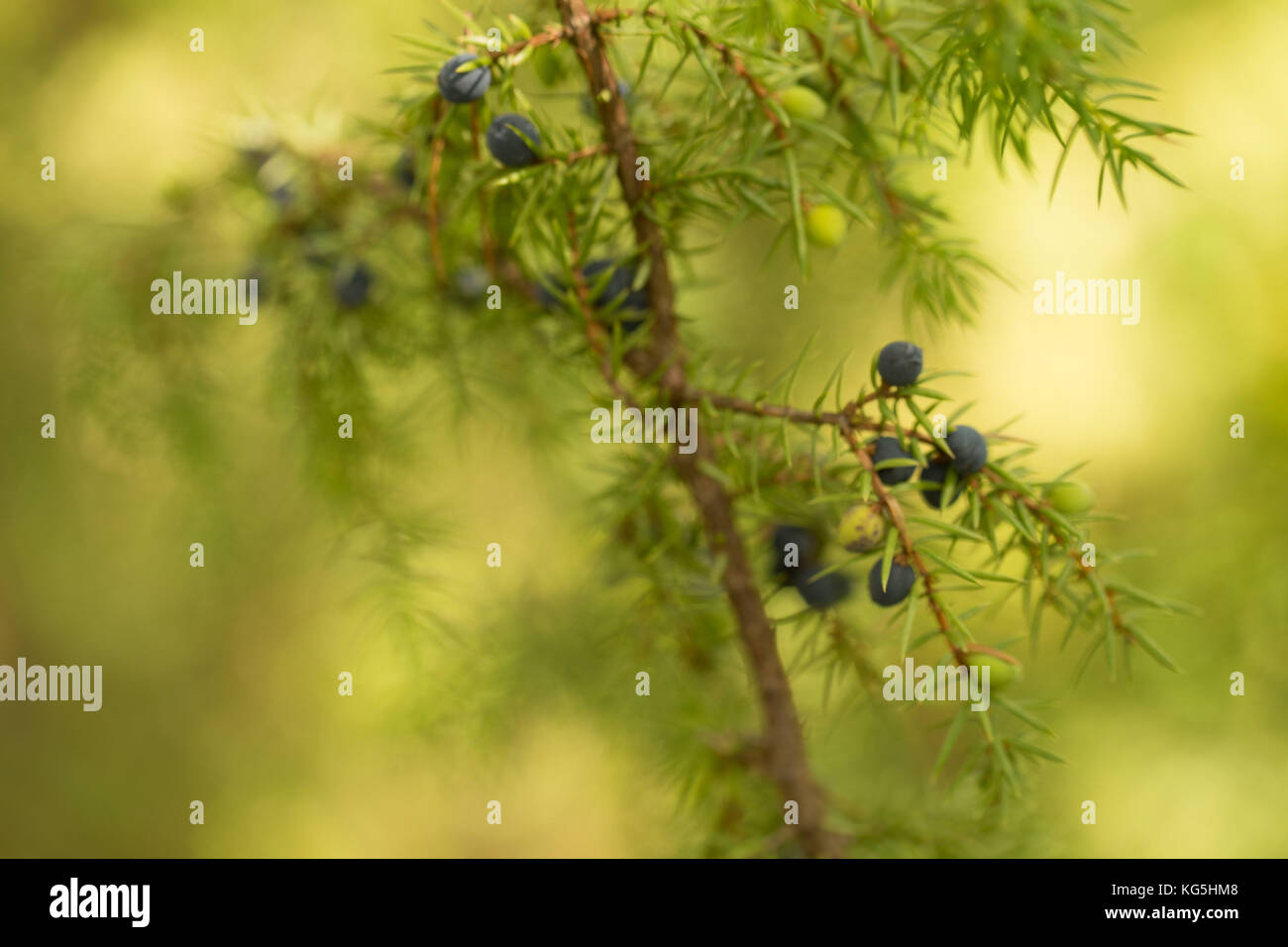 Juniper (Juniperus communis) branch with blue berries Stock Photo
