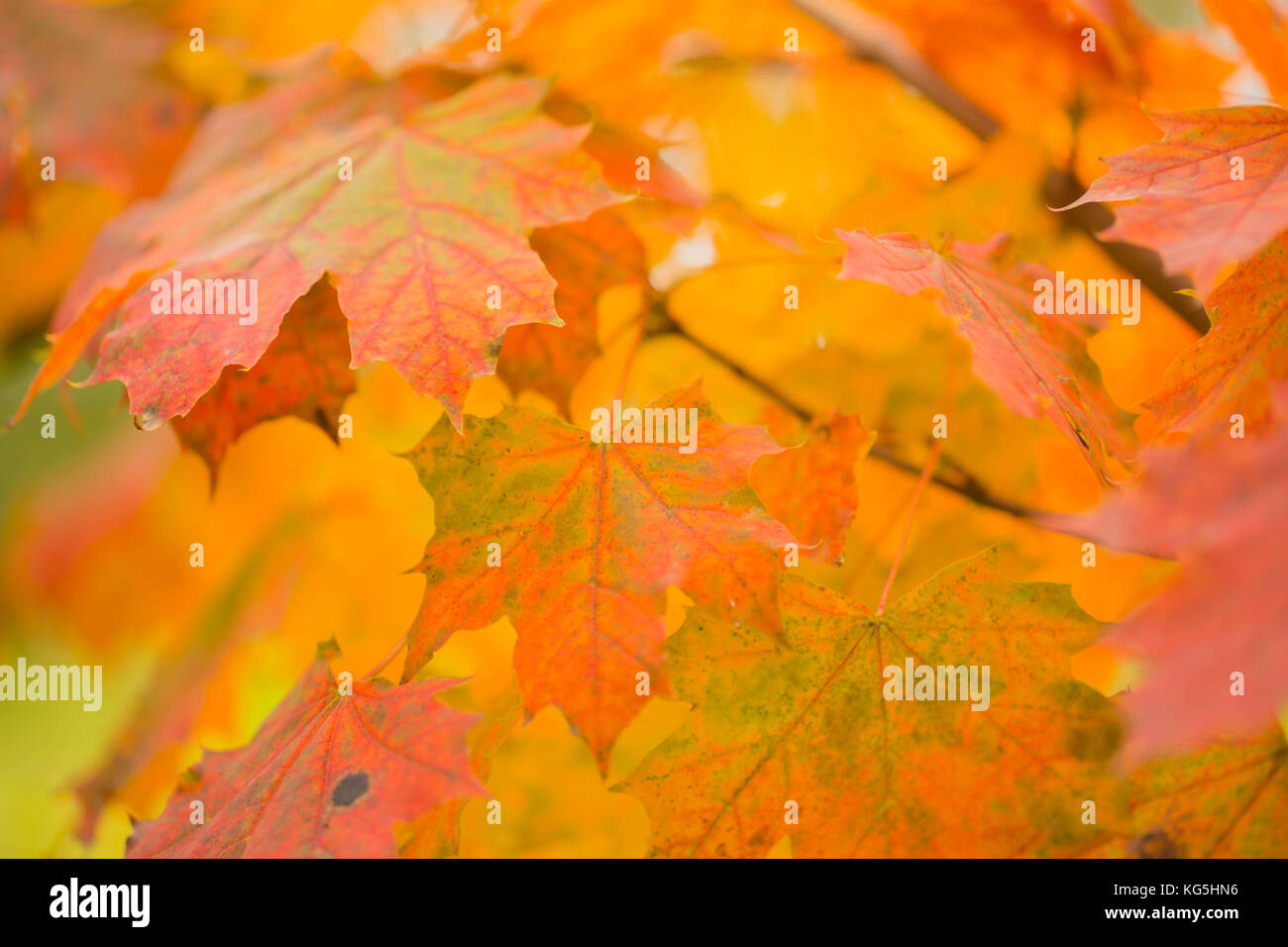 Maple Leaves In Fall Colors Stock Photo