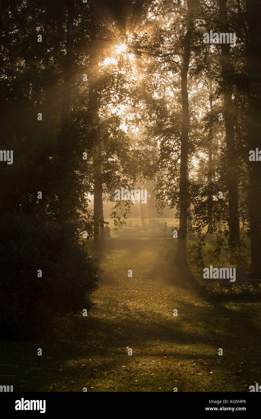 Sun rays shining between trees in foggy autumn morning Stock Photo - Alamy
