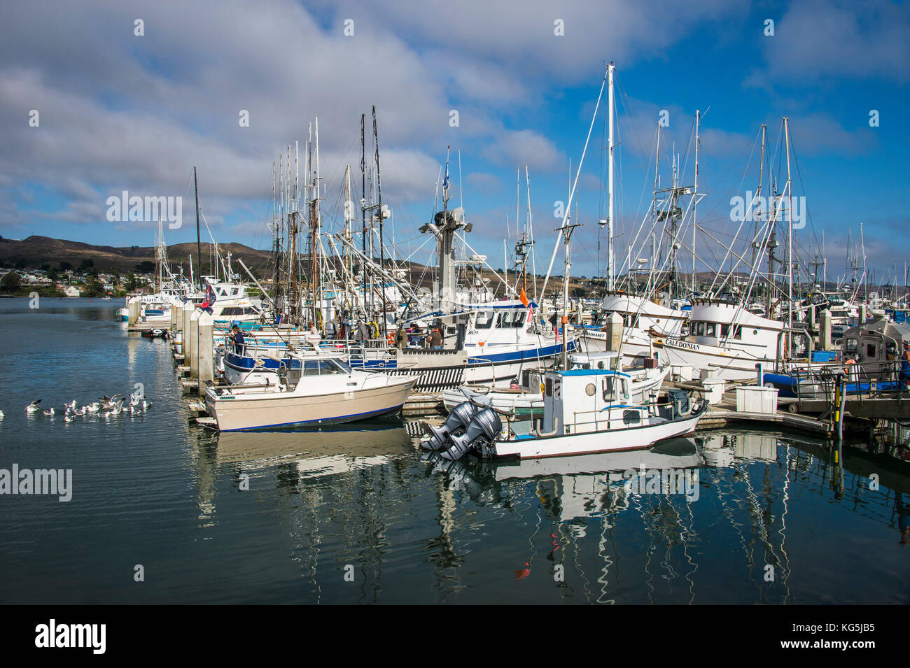 Fishing boats in the harbour of Bodega bay, Northern California, USA Stock Photo