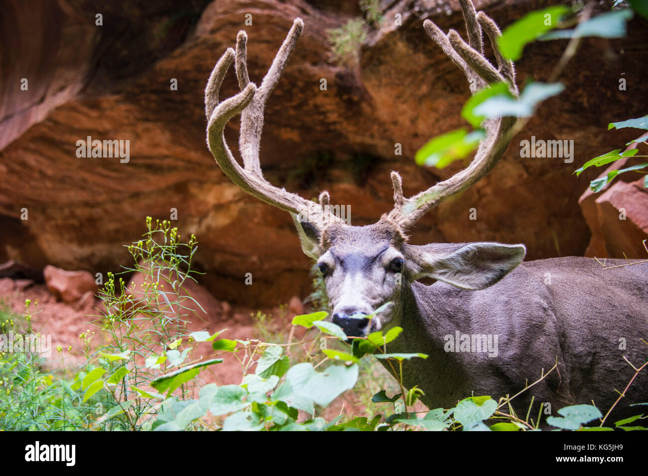 Deer in the Zion National Park, Utah, USA Stock Photo Alamy
