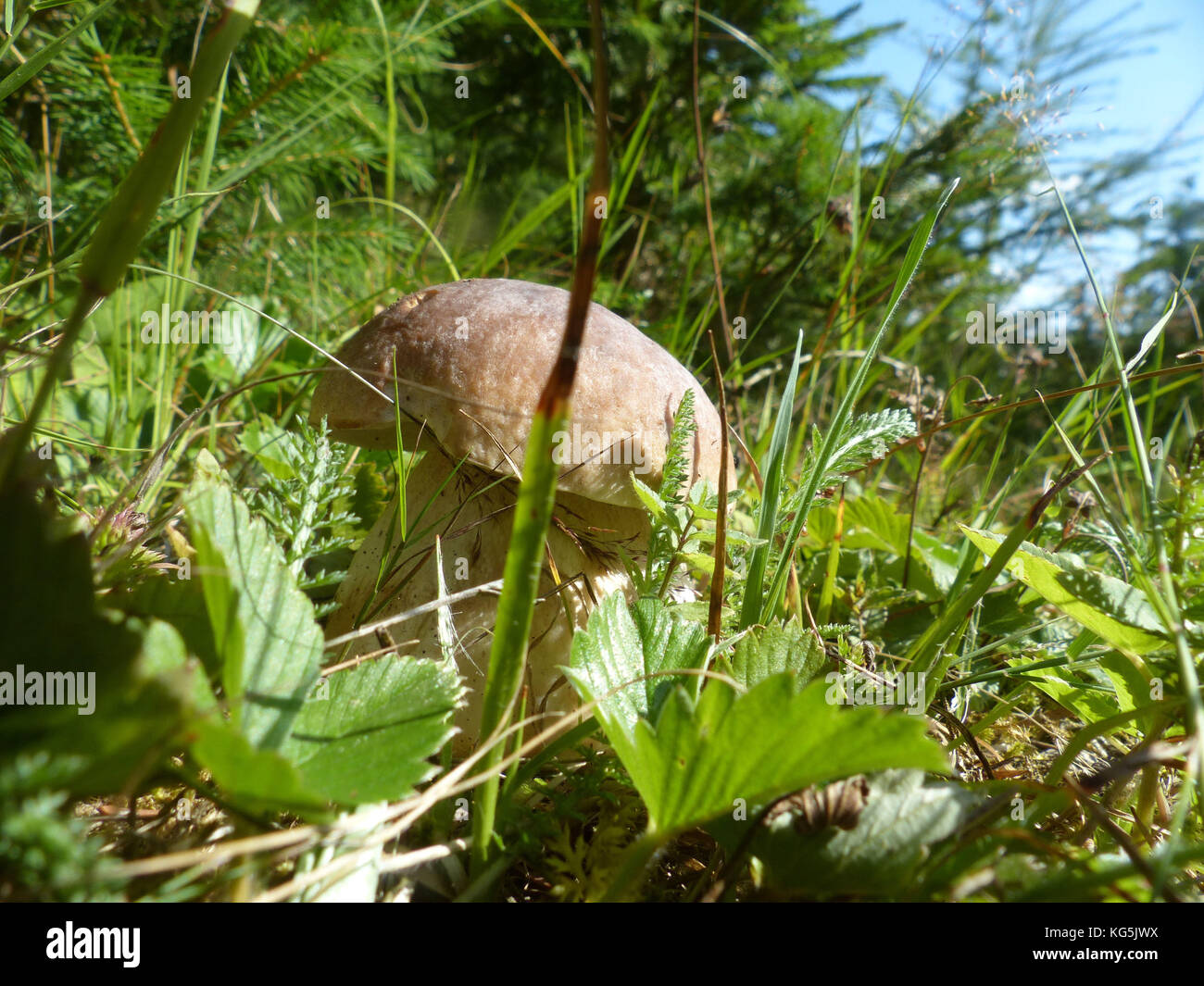 Wild mushroom growing in grass, picking wild mushroom is a national hobby in Czech republic Stock Photo