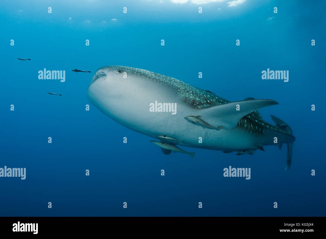 Whale Shark, Rhincodon typus, Christmas Island, Australia Stock Photo