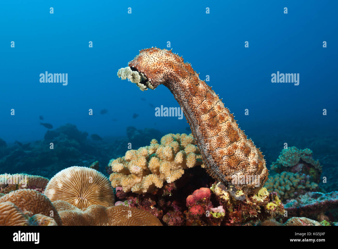 Striated Sea Cucumber, Bohadschia graeffei, Christmas Island, Australia