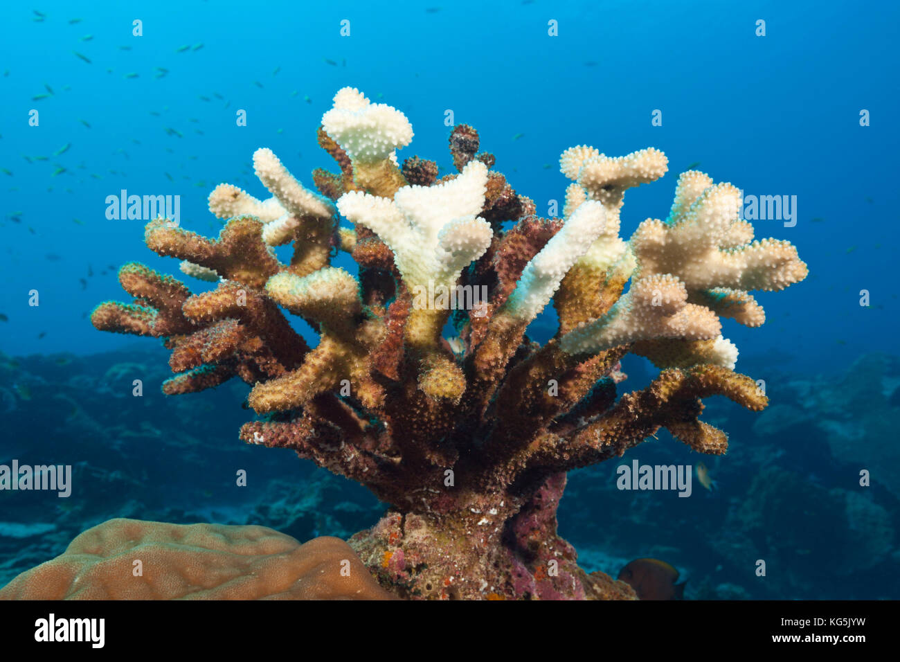 Bleached Staghorn Coral, Acropora, Christmas Island, Australia Stock Photo