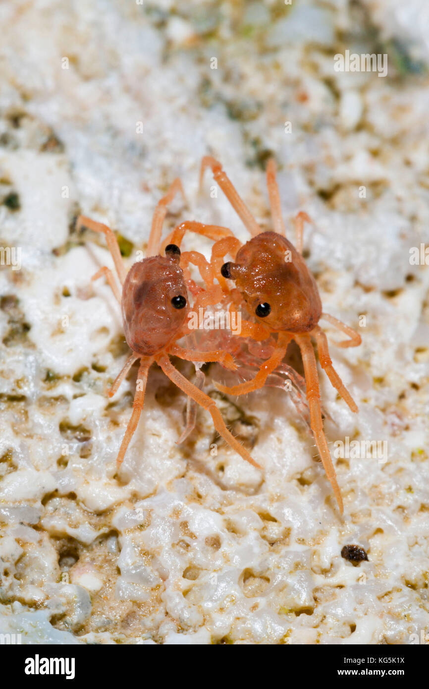 Juvenile Crabs feeding on Cuticle, Gecarcoidea natalis, Christmas Island, Australia Stock Photo