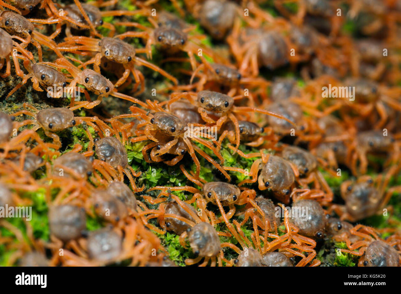 Juvenile Crabs returning on Land, Gecarcoidea natalis, Christmas Island, Australia Stock Photo