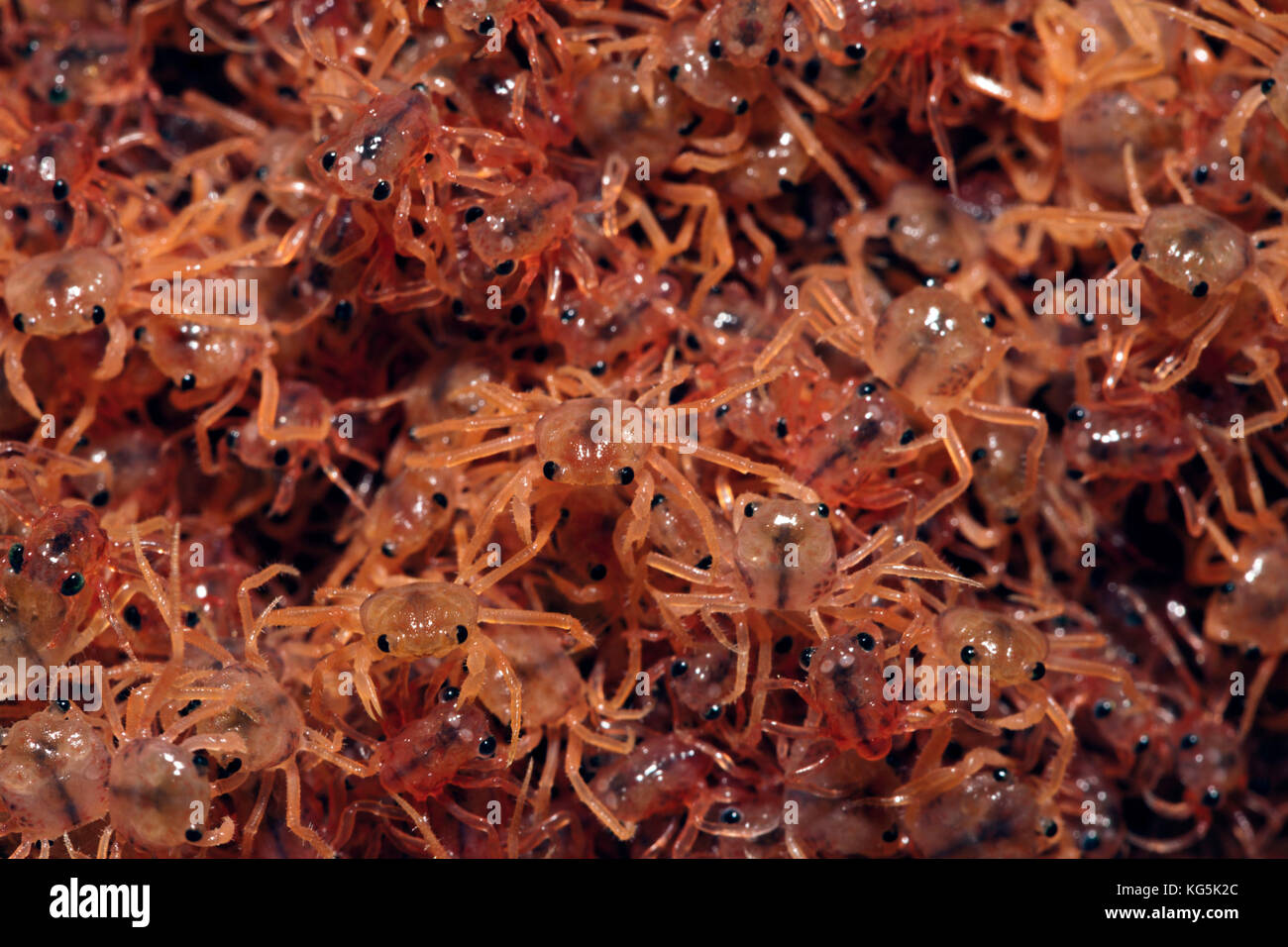 Juvenile Crabs returning from Sea, Gecarcoidea natalis, Christmas Island, Australia Stock Photo