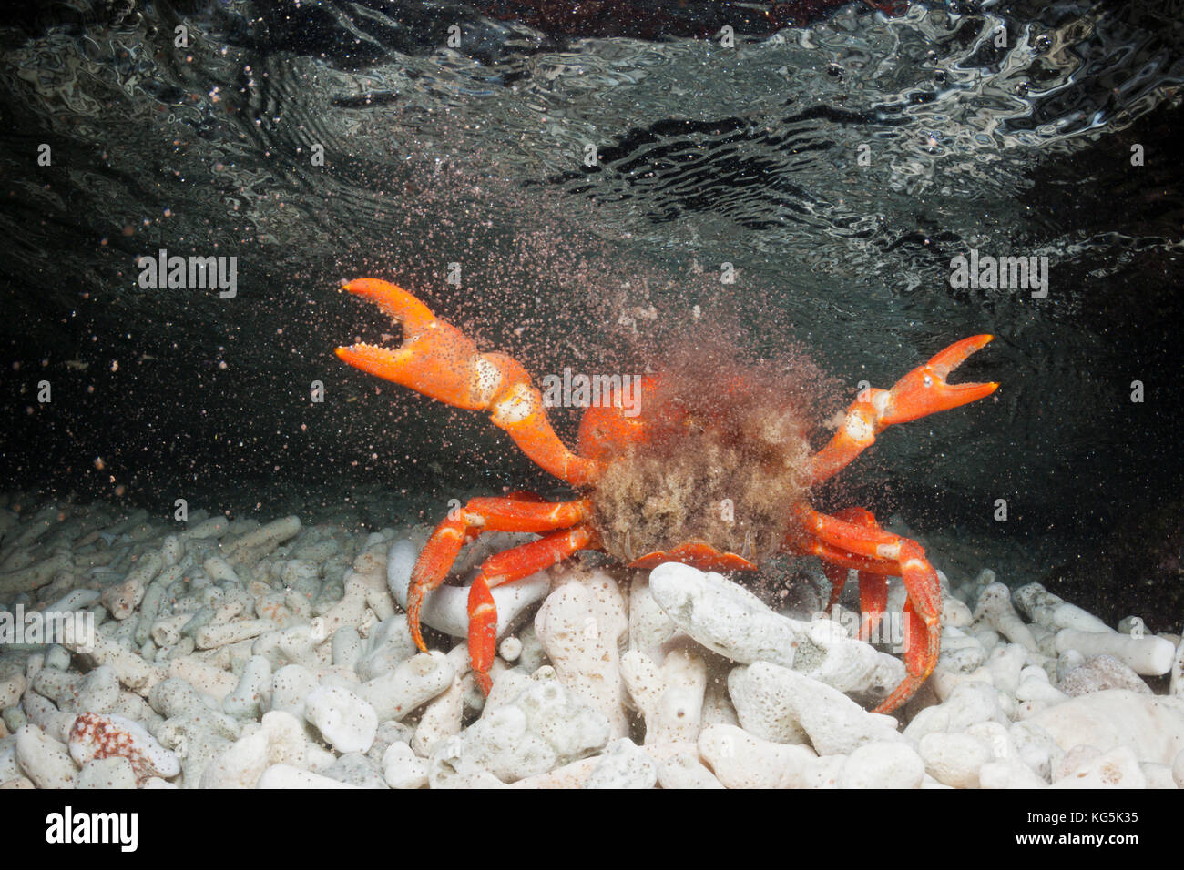 Christmas Island Red Crab release eggs into ocean, Gecarcoidea natalis